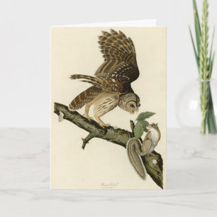 Barred Owl, John James Audubon's Birds of America Card