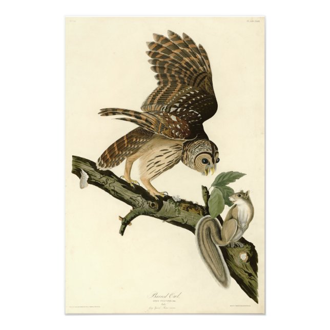 Barred Owl, John James Audubon's Birds of America Photo Print (Front)