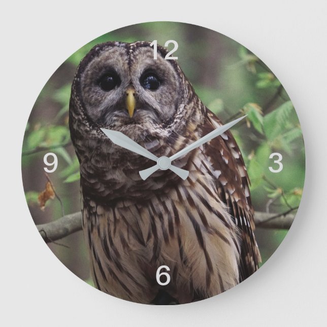 Barred Owl Large Clock (Front)