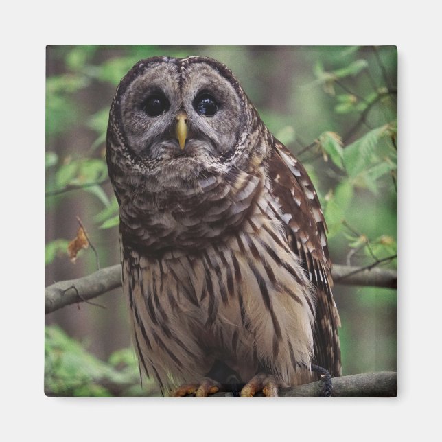 Barred Owl Magnet (Front)