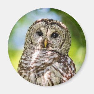 Barred Owl Magnet