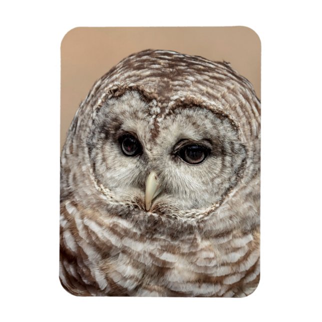 Barred Owl Magnet (Vertical)