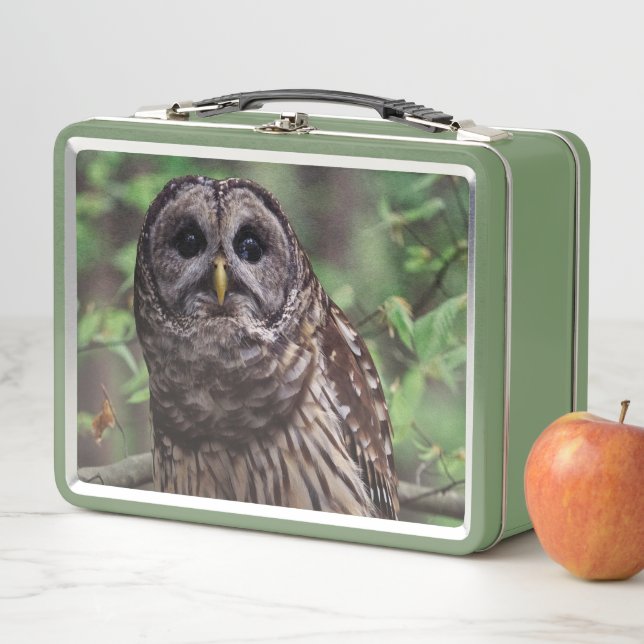 Barred Owl Metal Lunch Box (In Situ)
