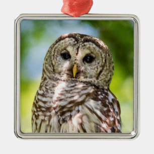 Barred Owl Metal Tree Decoration