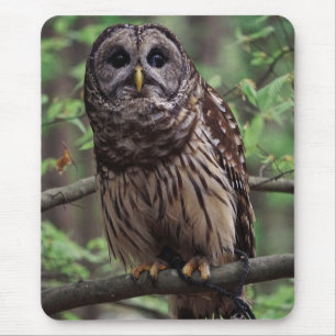 Barred Owl Mouse Pad