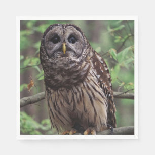 Barred Owl Napkin