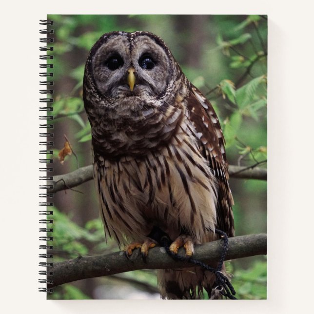 Barred Owl Notebook (Front)