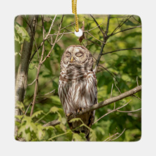 Barred Owl of the Hudson Valley Ceramic Tree Decoration