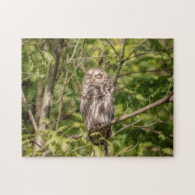 Barred Owl of the Hudson Valley Jigsaw Puzzle (Horizontal)