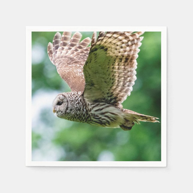Barred Owl of the Hudson Valley – Nature & Wildlif Napkin (Front)