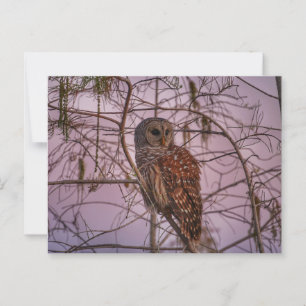Barred Owl on a Cypress Tree Postcard