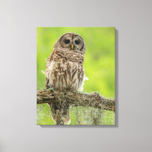 Barred Owl On Tree Limb Canvas Print