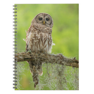 Barred Owl On Tree Limb Notebook