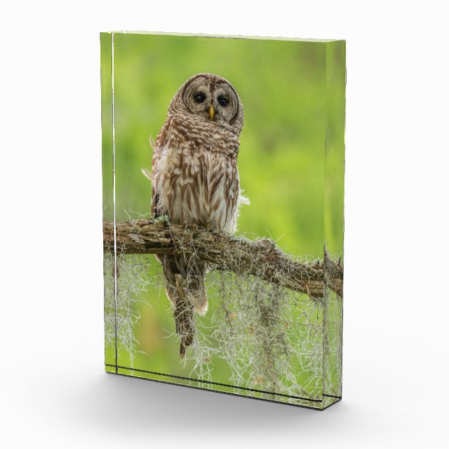 Barred Owl On Tree Limb Photo Block (Right)