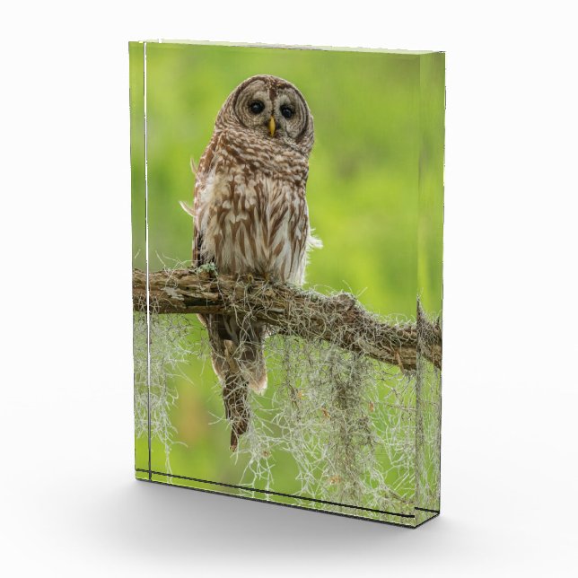 Barred Owl On Tree Limb Photo Block (Right)