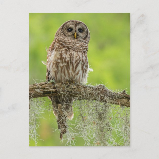 Barred Owl On Tree Limb Postcard (Front)
