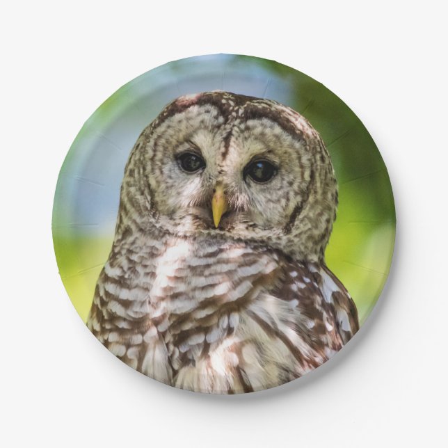 Barred Owl Paper Plate (Front)