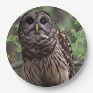 Barred Owl Paper Plate