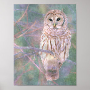 Barred Owl Pastel Oilpainting Poster