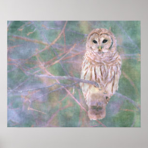 Barred Owl Pastel Oilpainting Poster