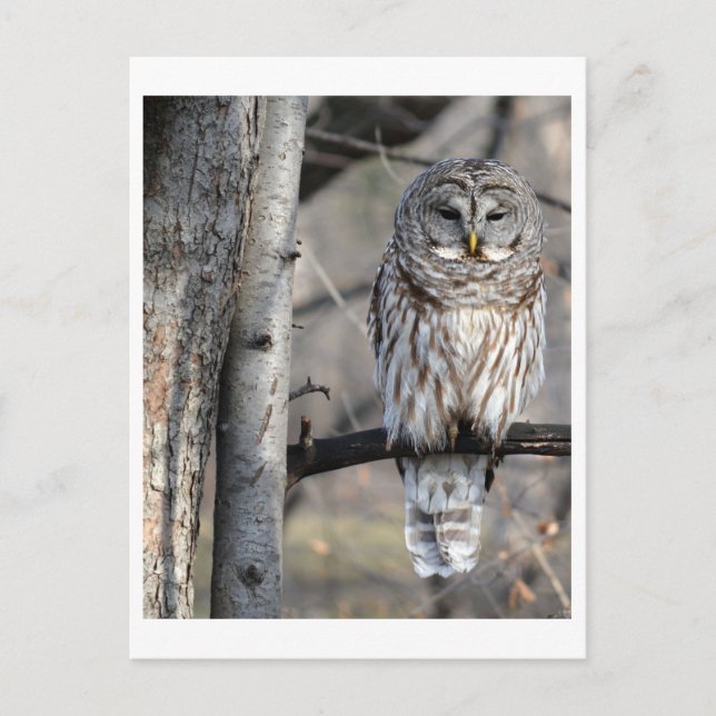 Barred Owl Photo Postcard (Front)
