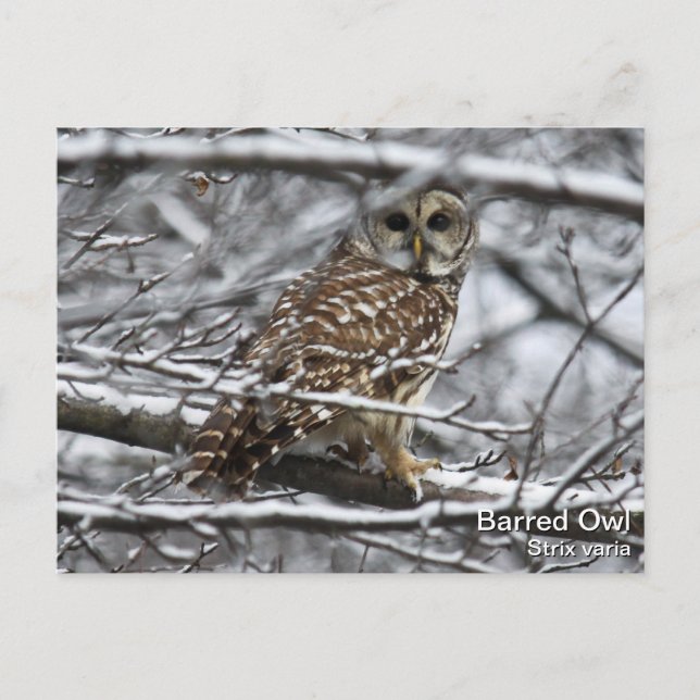 Barred Owl Postcard (Front)