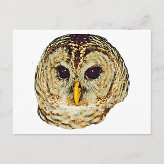 Barred Owl Postcard