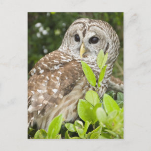 Barred Owl Postcard