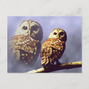 Barred Owl Postcards