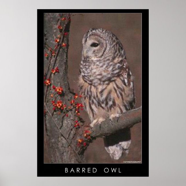 Barred Owl Poster (Front)