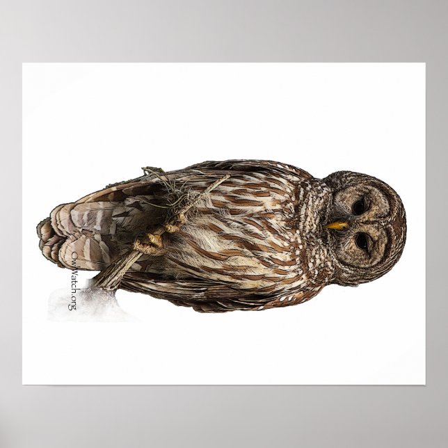 Barred Owl - poster (Front)