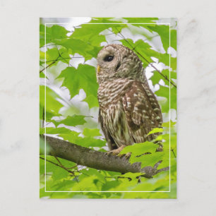 Barred Owl Profile Postcard