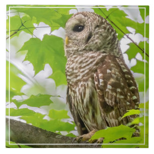 Barred Owl Profile Tile