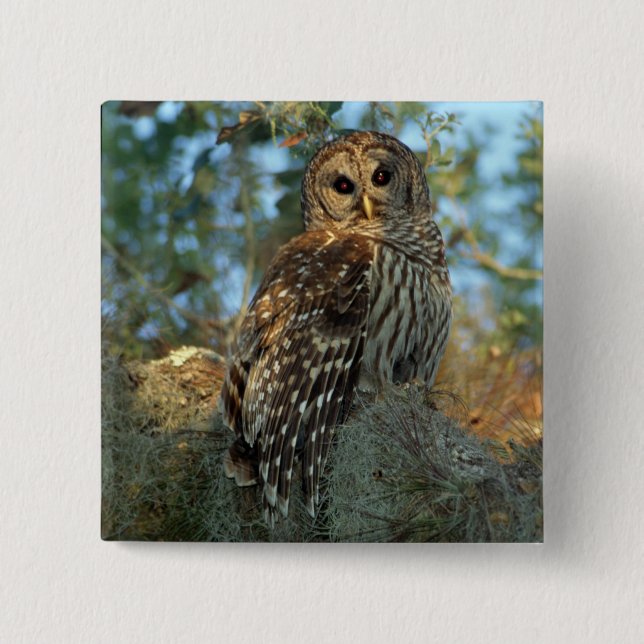 Barred Owl roosting in some Spanish Moss 15 Cm Square Badge (Front)