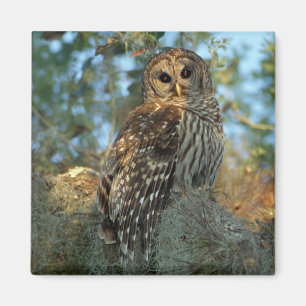 Barred Owl roosting in some Spanish Moss Magnet