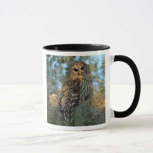 Barred Owl roosting in some Spanish Moss Mug
