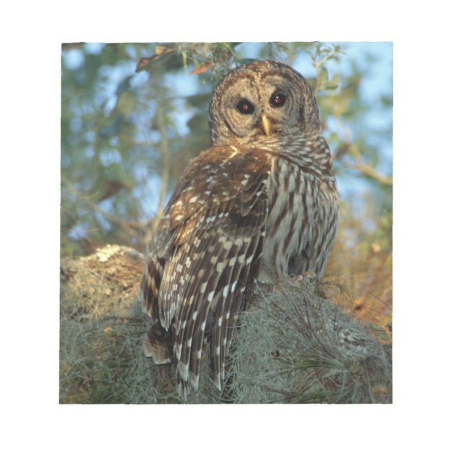 Barred Owl roosting in some Spanish Moss Notepad (Front)