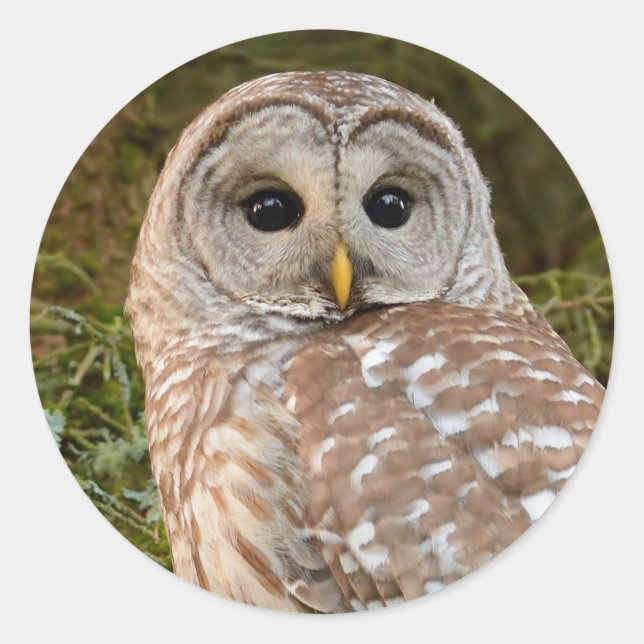 Barred Owl Round Sticker (Front)