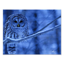 Barred Owl Snow Storm