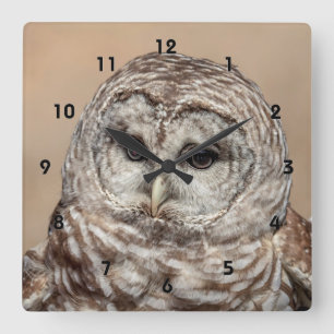 Barred Owl Square Wall Clock