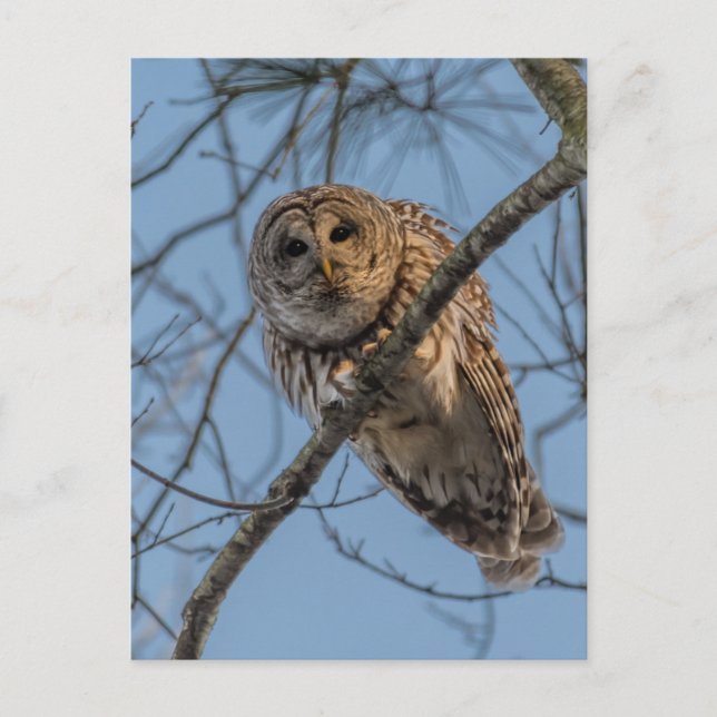 Barred Owl Stare Down Holiday Postcard (Front)