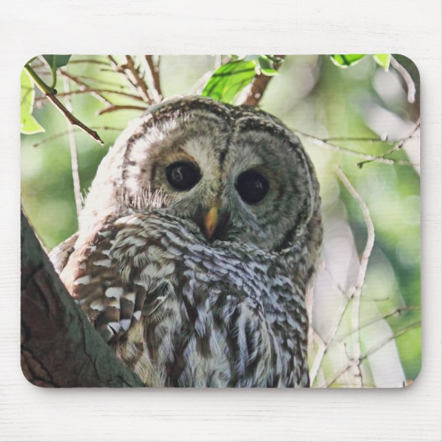 Barred Owl Staring Mouse Pad (Front)