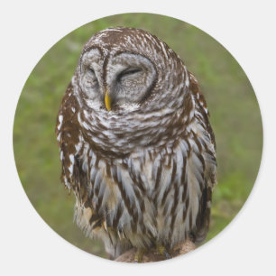 Barred Owl Sticker