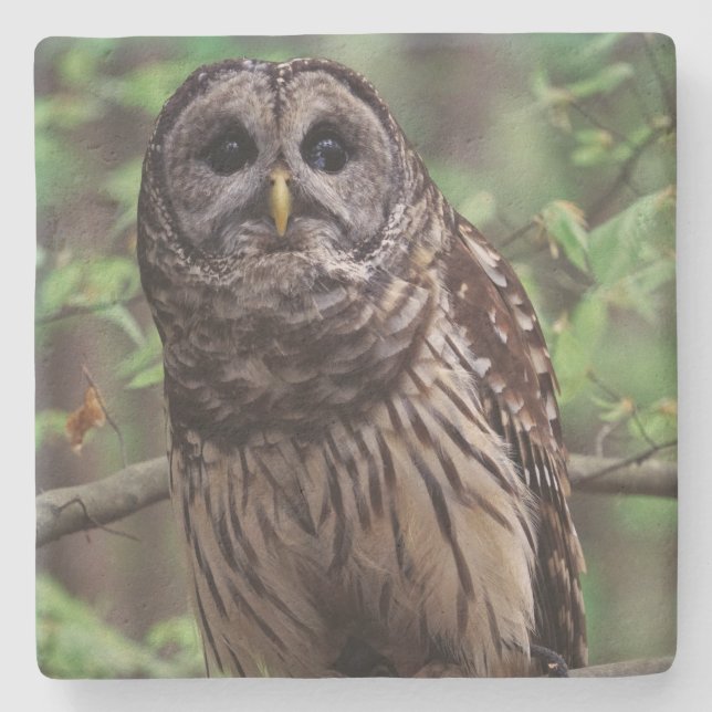 Barred Owl Stone Coaster (Front)
