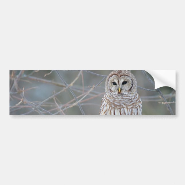Barred Owl Strix Varia Bumper Sticker (Front)
