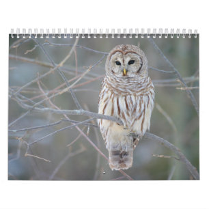 Barred Owl Strix Varia Calendar