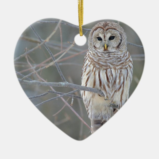 Barred Owl Strix Varia Ceramic Tree Decoration (Front)