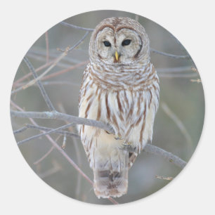 Barred Owl Strix Varia Classic Round Sticker
