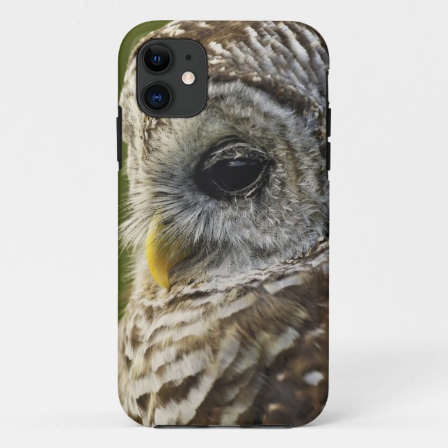 Barred Owl, Strix varia, Michigan Case-Mate iPhone Case (Back)