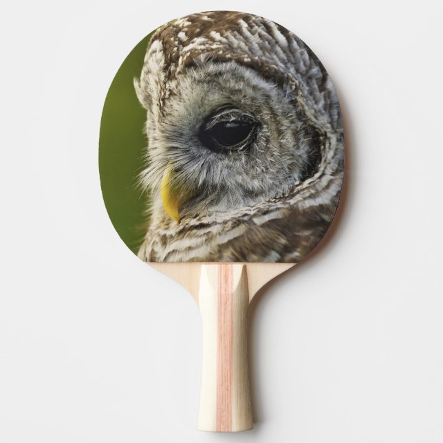 Barred Owl, Strix varia, Michigan Ping Pong Paddle (Front)